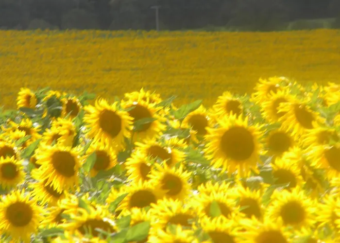 D'hotes Le Loubet Vendégház